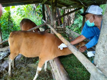 Vaksinasi PMK Gelombang 1 di Desa Gobleg dilaksanakan 5 Tim